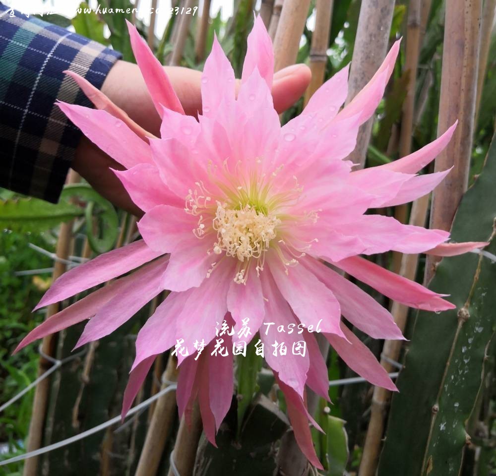 流苏Tassel 令箭荷花Epiphyllum - 花梦网花梦花园彩草毛花柱席克
