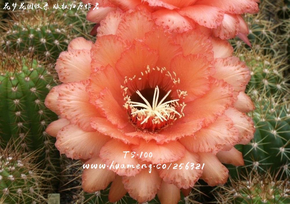 TS.100 毛花柱Trichocereus - 花梦网花梦花园彩草毛花柱席克氏丽 TS.100 毛花柱Trichocereus - 花梦网花梦花园彩草毛花柱席克氏丽