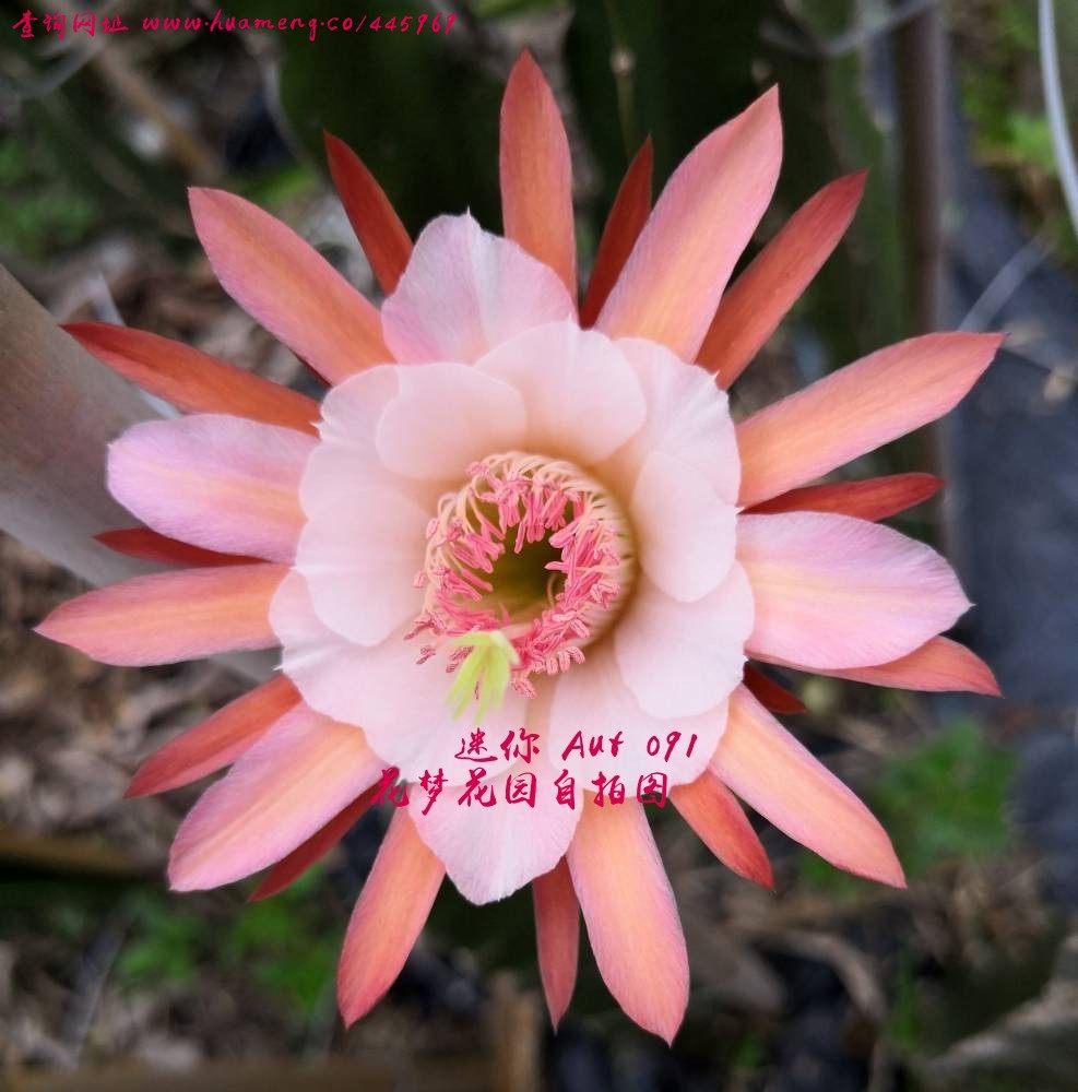 花卉